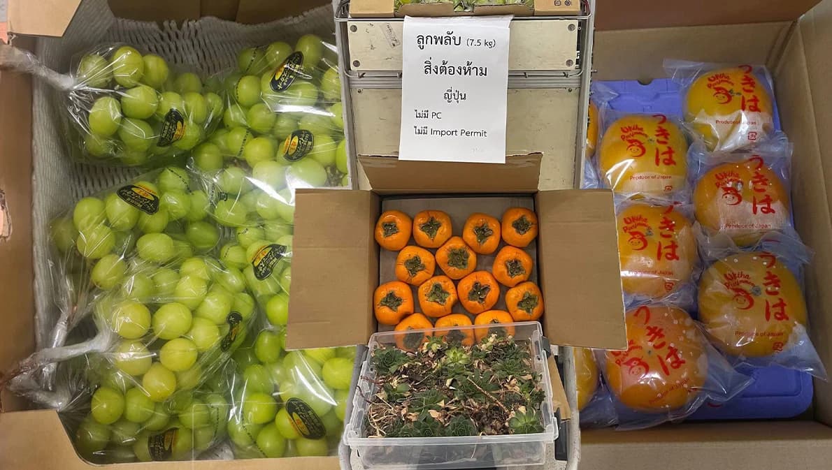 เที่ยวต่างประเทศ ‘ซื้อผลไม้สด’ เป็นของฝากกลับไทยเสี่ยงผิดกฎหมาย