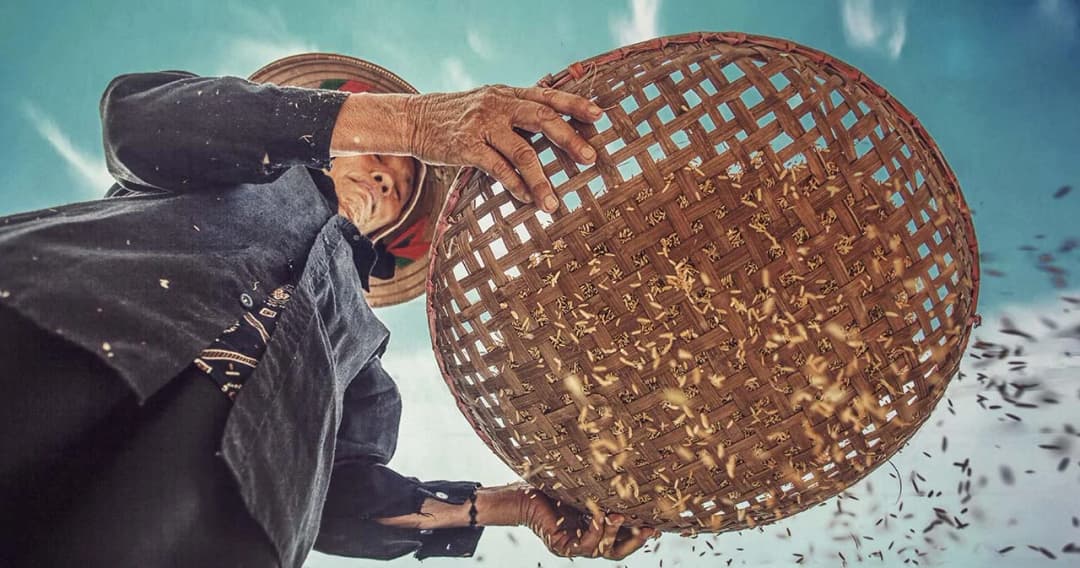 ครม.ผ่านงบกว่า 81,266 ล้านบาท ประกันรายได้ข้าวปีที่ 4 ช่วยค่าเพาะปลูกให้ชาวนากว่า 4.6 ล้านครัวเรือน ไร่ละ 1 พันบาท