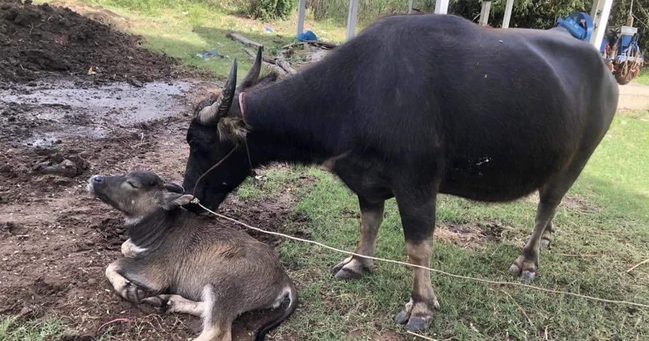 ป.ป.ส. ขายทอดตลาด ‘ควาย’ ที่ยึดมาได้จากเครือข่ายยาเสพติด 16 ตัว มูลค่ากว่า 3.9 แสนบาท