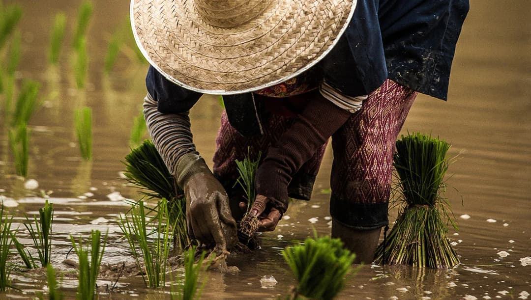 ธ.ก.ส.ไฟเขียวจ่ายเงินชาวนา 8.1 หมื่นล้านผ่าน 4 โครงการ