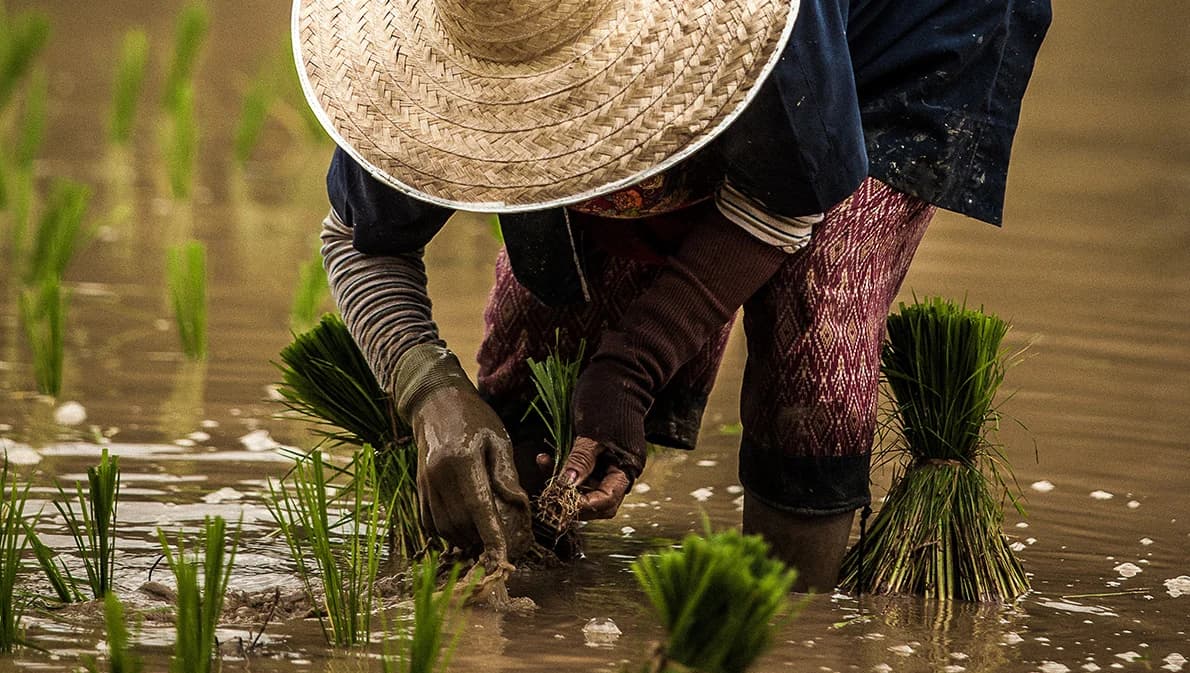 ธ.ก.ส.ไฟเขียวจ่ายเงินชาวนา 8.1 หมื่นล้านผ่าน 4 โครงการ