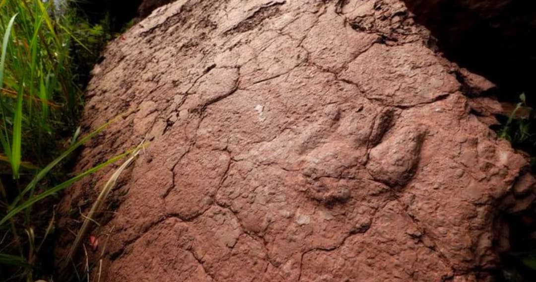 จีนพบรอยเท้าไดโนเสาร์หายากจากยุคครีเทเชียสตอนปลาย ช่วงระยะสุดท้ายก่อนสูญพันธุ์