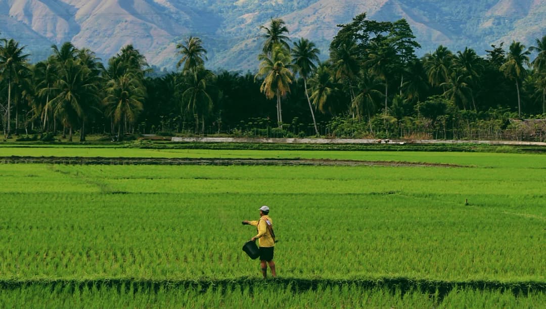 คิกออฟจ่ายส่วนต่างข้าวงวด 1-6 ไร่ละ 1,000 บาท