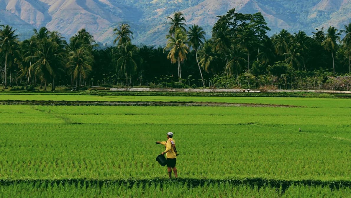 คิกออฟจ่ายส่วนต่างข้าวงวด 1-6 ไร่ละ 1,000 บาท