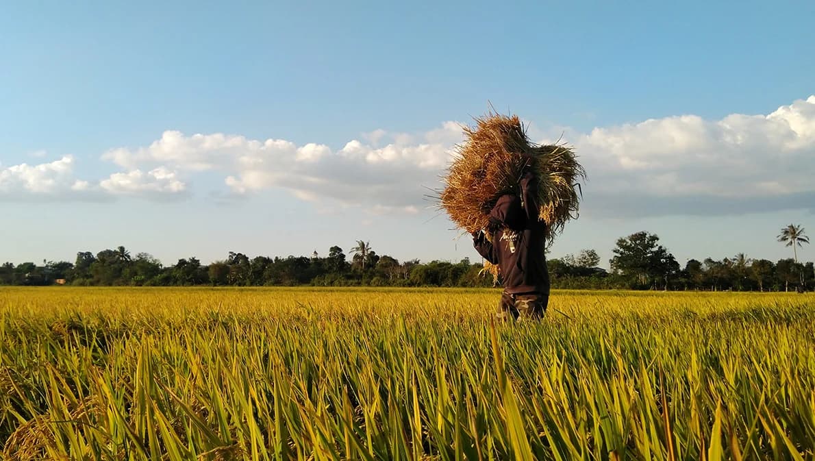 ส่วนต่างประกันรายได้ข้าว งวด 7 ข้าวเจ้ารับมากสุด 18,428.10 บาท