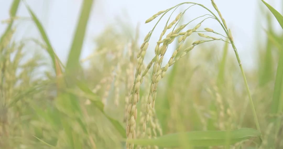 เอกชนคาดส่งออกข้าวปีนี้ทะลุเป้า นายกฯ พอใจ ยอด 10 เดือนแรก ส่งแล้ว 6.2 ล้านตัน