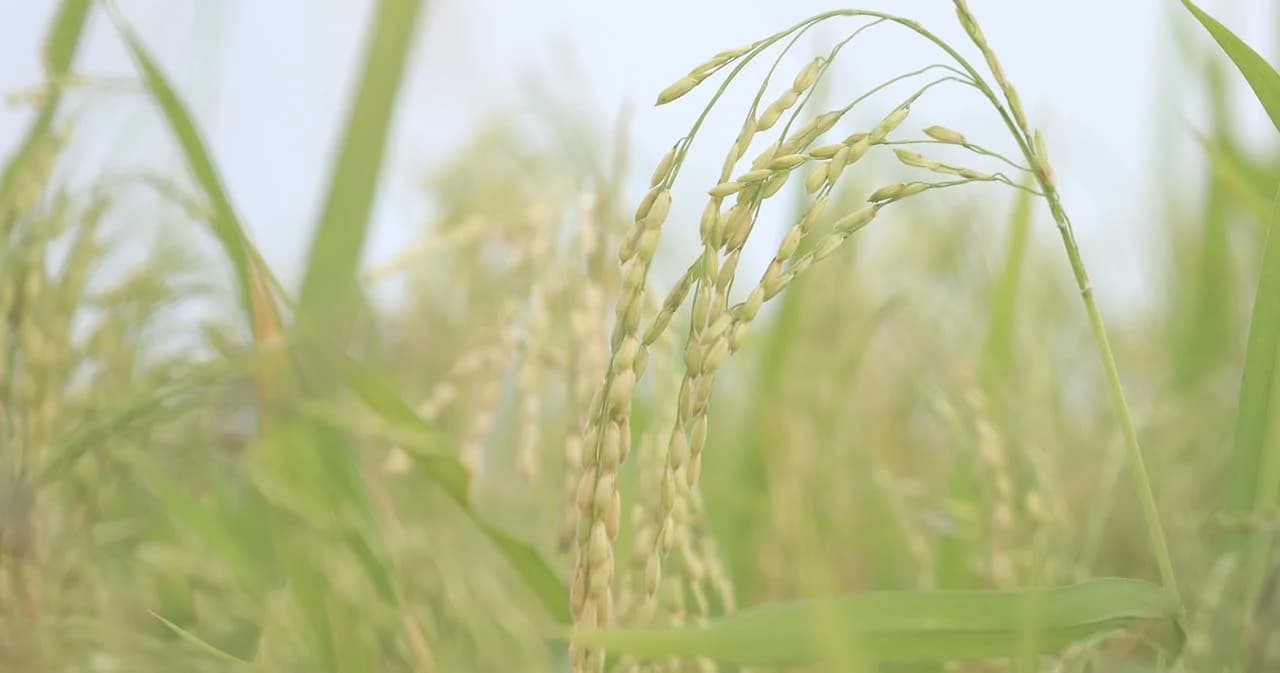 เอกชนคาดส่งออกข้าวปีนี้ทะลุเป้า นายกฯ พอใจ ยอด 10 เดือนแรก ส่งแล้ว 6.2 ล้านตัน