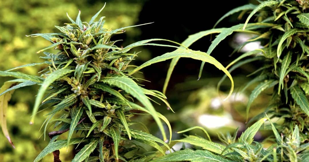 เตือนห้ามขายช่อดอกกัญชาออนไลน์  ตรวจพบมีความผิดตามกฎหมาย