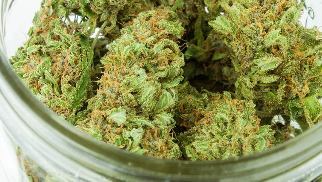 ปชป.ย้ำจุดยืนหนุนกัญชาทางการแพทย์ ‘จุรินทร์’ ระบุไม่ต้องตอบโต้กันไปมา