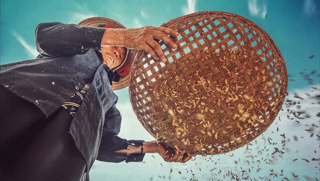 เช็กส่วนต่างเงินประกันข้าว งวดที่ 8 ธ.ก.ส.โอนเข้าบัญชีแล้ว ‘ข้าวหอมมะลิ’ ได้ราคาดีสุด