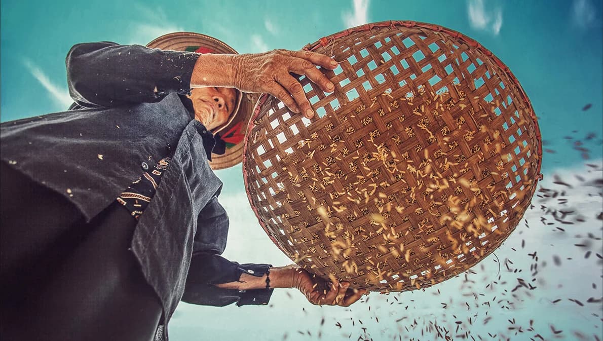 เช็กส่วนต่างเงินประกันข้าว งวดที่ 8 ธ.ก.ส.โอนเข้าบัญชีแล้ว ‘ข้าวหอมมะลิ’ ได้ราคาดีสุด