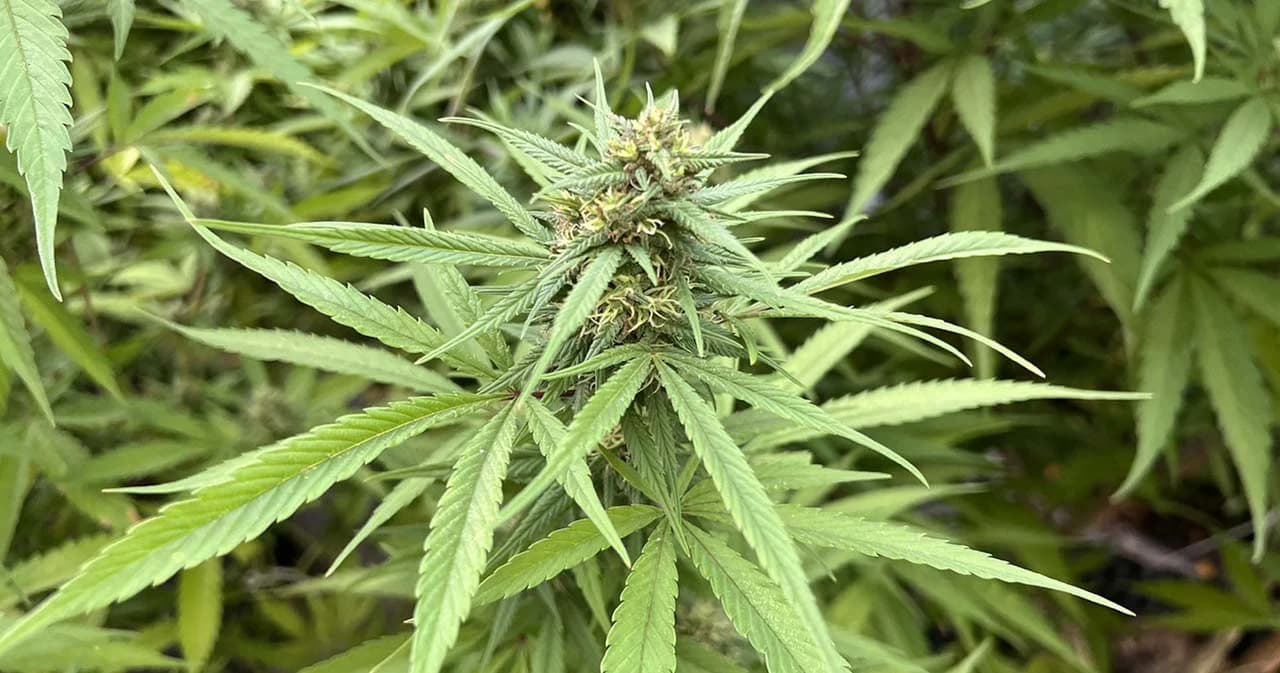 ศาลสั่งจำคุก 2 เดือน ปรับ 5,000 บาท เจ้าของร้านกัญชา 6 ราย ย่านทองหล่อ