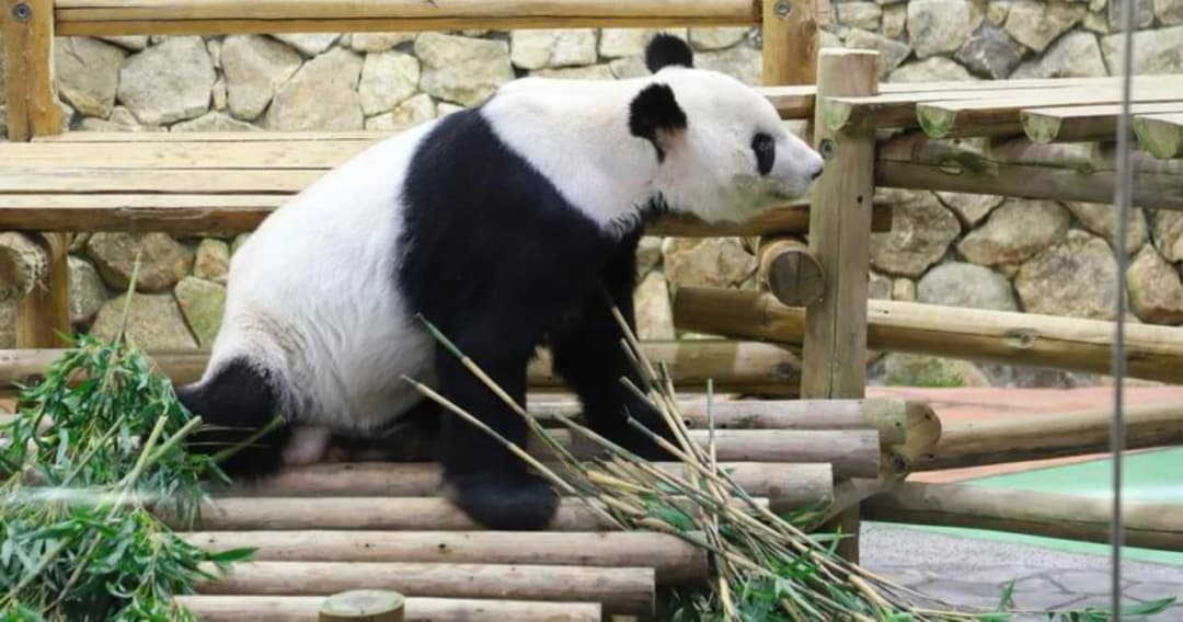 จีนตั้งแพนด้ายักษ์เจ้าของสถิติโลก เป็นทูตพิเศษเพื่อมิตรภาพจีน-ญี่ปุ่น