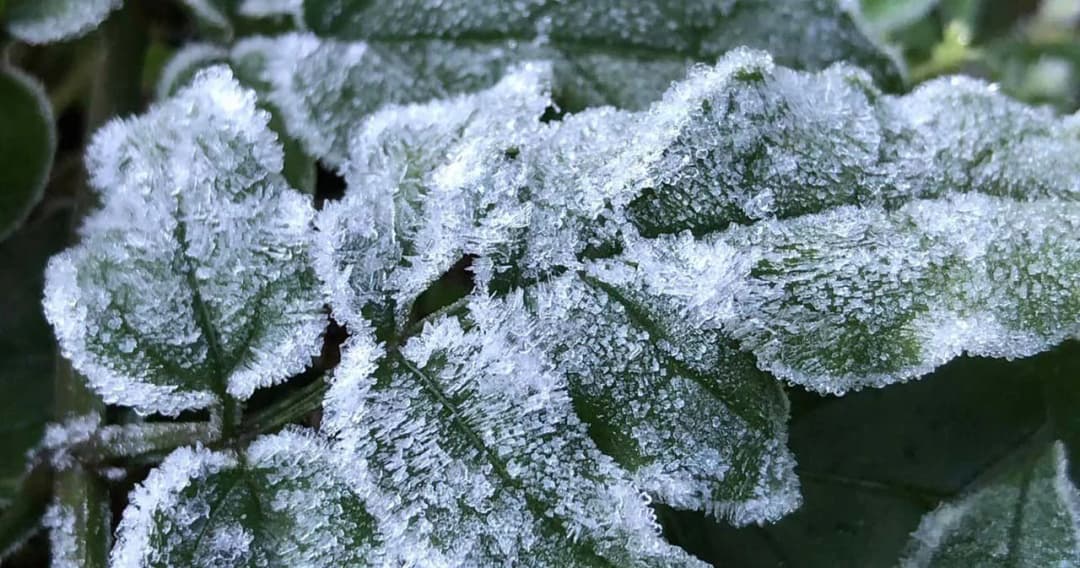 ดอยอินทนนท์หนาวมาก เหมยขาบขาวโพลนต้อนรับนักท่องเที่ยว