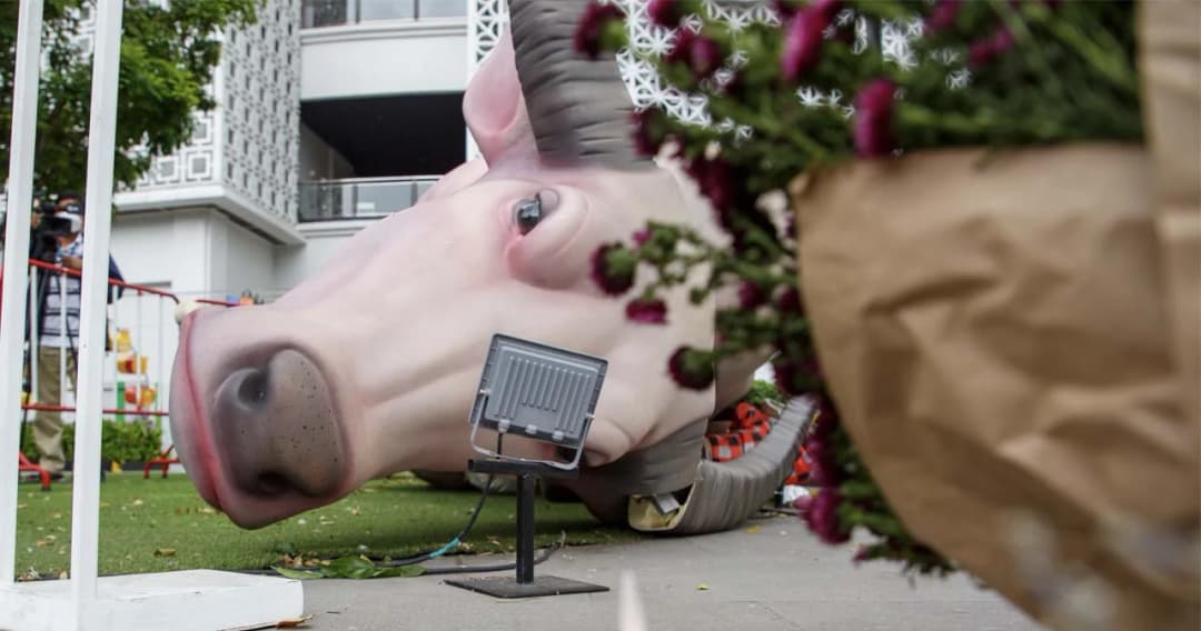 วางดอกไม้ แสดงความเสียใจ ศิลปะ ‘น้องควายเผือก’ พัง