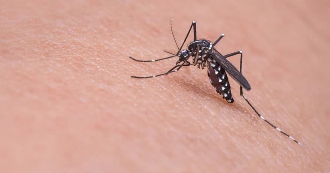 แนวโน้มผู้ป่วยไข้เลือดออก-มาลาเรียสูงขึ้น ในปี 66