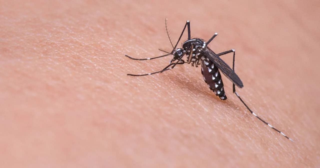 แนวโน้มผู้ป่วยไข้เลือดออก-มาลาเรียสูงขึ้น ในปี 66