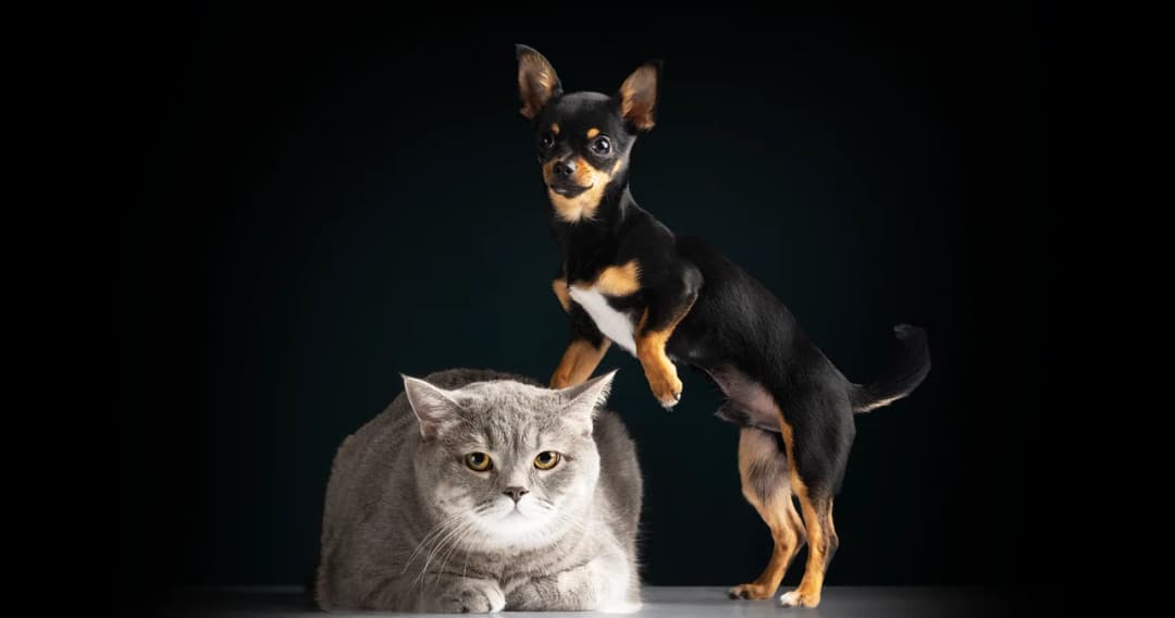 คนไทยกว่า 49% เลี้ยงสัตว์แทนลูก ยอมจ่ายค่าดูแลลูกทูนหัว เฉลี่ยปีละ 1-2 หมื่นบาท/ตัว