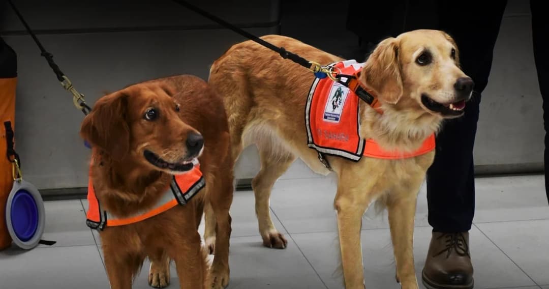 ทำความรู้จัก ‘เซียร่า-ซาฮาร่า’ สุนัขกู้ภัย กับภารกิจช่วย ‘แผ่นดินไหวตุรกี’