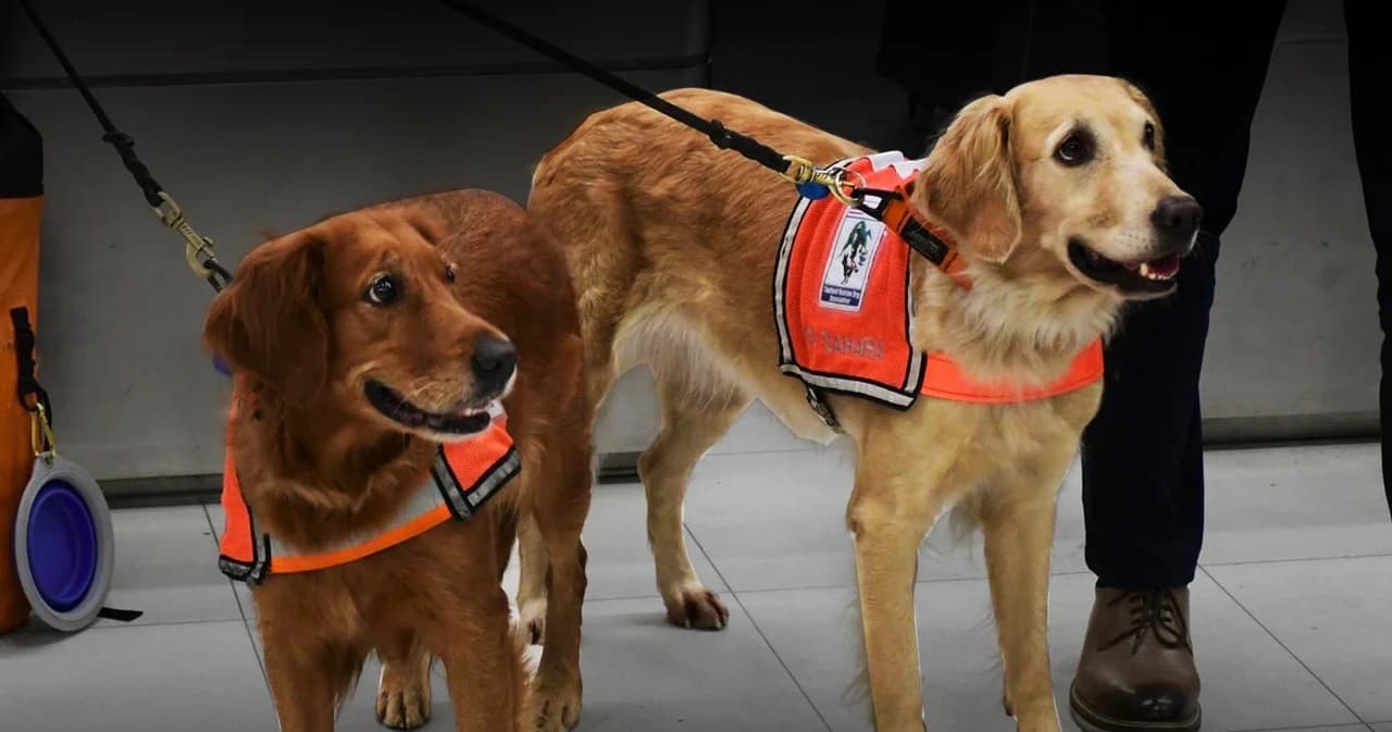 ทำความรู้จัก ‘เซียร่า-ซาฮาร่า’ สุนัขกู้ภัย กับภารกิจช่วย ‘แผ่นดินไหวตุรกี’