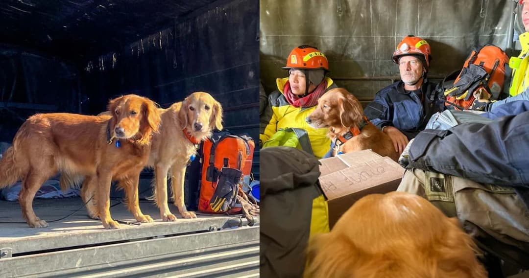 ‘เซียร่า-ซาฮาร่า’ 2 สุนัขกู้ภัย เริ่มภารกิจวันแรกช่วยผู้ประสบภัยแผ่นดินไหวในตุรกี