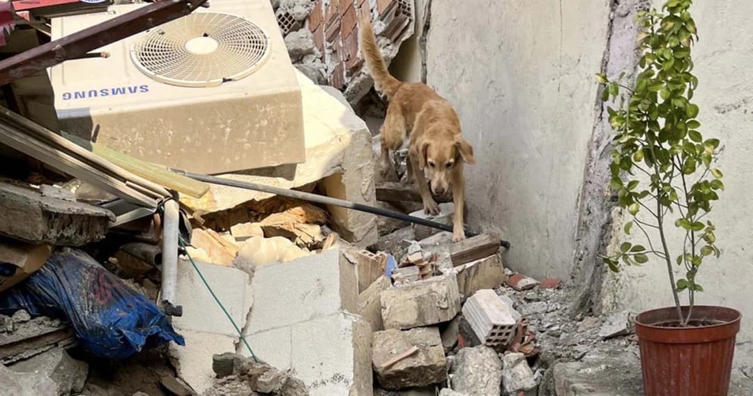 K9 จากไทยพบร่างผู้เสียชีวิต 1 ราย จากเหตุแผ่นดินไหว ‘ตุรกี-ซีเรีย’ หลังร่วมภารกิจต่อเนื่อง 8 ชั่วโมง