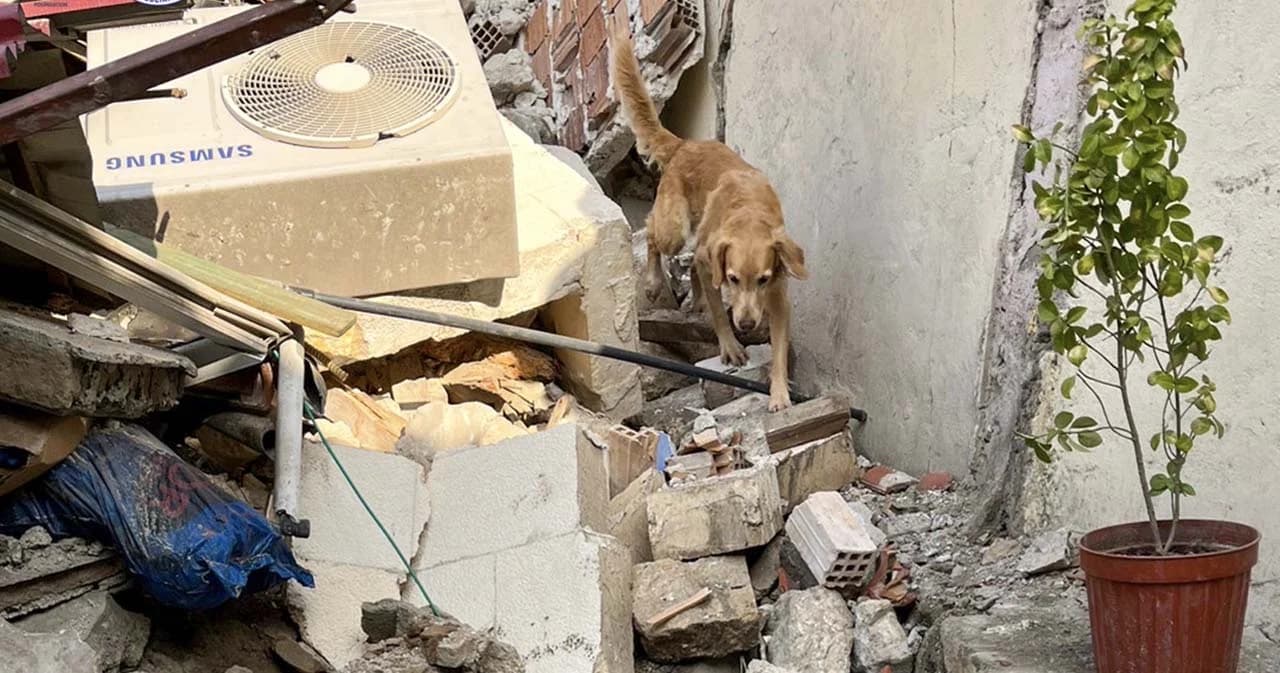 K9 จากไทยพบร่างผู้เสียชีวิต 1 ราย จากเหตุแผ่นดินไหว ‘ตุรกี-ซีเรีย’ หลังร่วมภารกิจต่อเนื่อง 8 ชั่วโมง