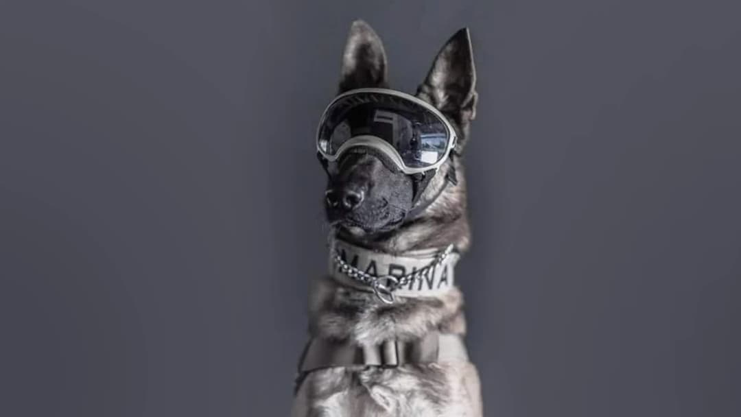 อาลัย ‘K9 Proteo’ ผู้กล้าเม็กซิโก ตายขณะทำหน้าที่กู้ภัยช่วย ‘แผ่นดินไหวตุรกี’