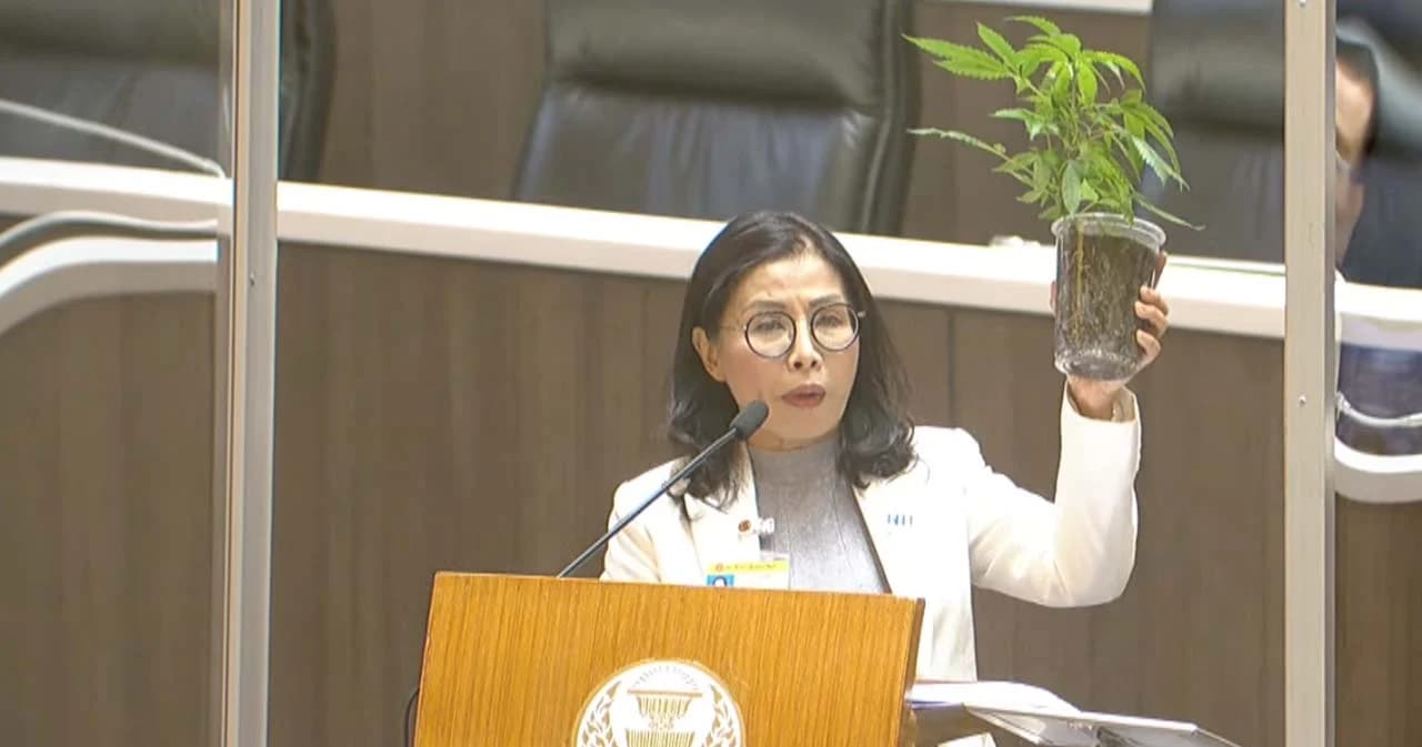 อภิปรายวันที่ 2 เพื่อไทย ชู ‘กัญชา’ กลางสภา ซัดรัฐบาลพล.อ.ประยุทธ์ แก้ไขปัญหาเสพติดล้มเหลว