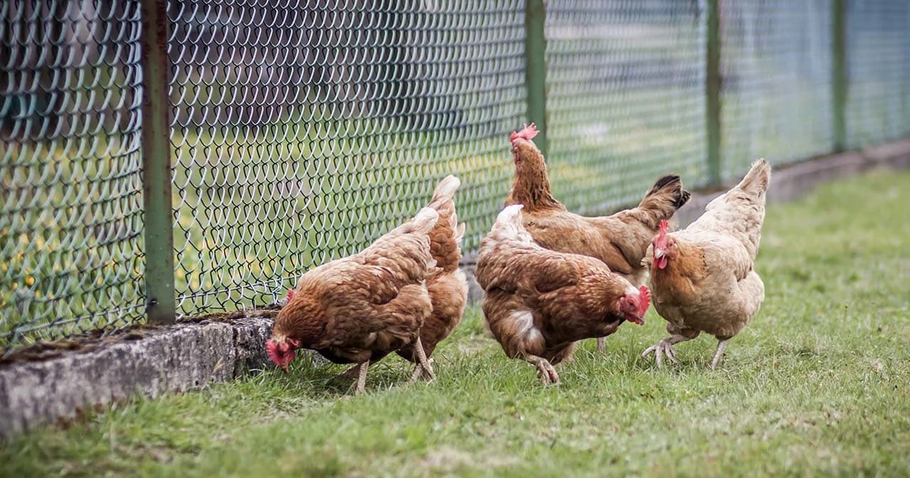 ‘กรมอนามัย’ แนะอย่าตื่นตระหนกไข้หวัดนกที่กัมพูชา แต่ไม่ประมาทเลือกบริโภคเนื้อสัตว์ปรุงสุก