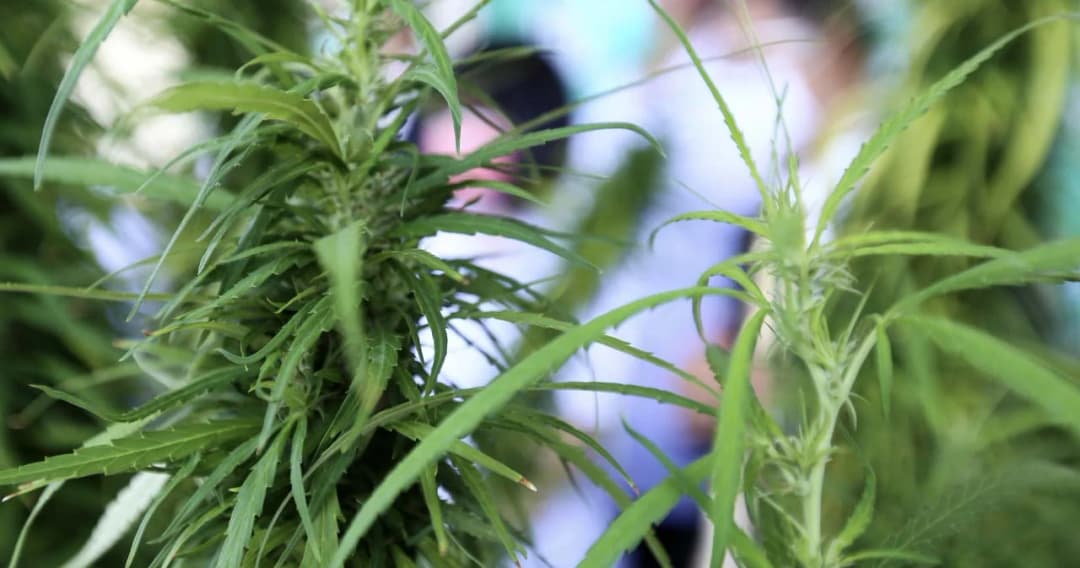 กรมแพทย์แผนไทยฯ ชี้แจงสุ่มตรวจร้านกัญชา เป็นไปตามมาตรการที่วางแผน