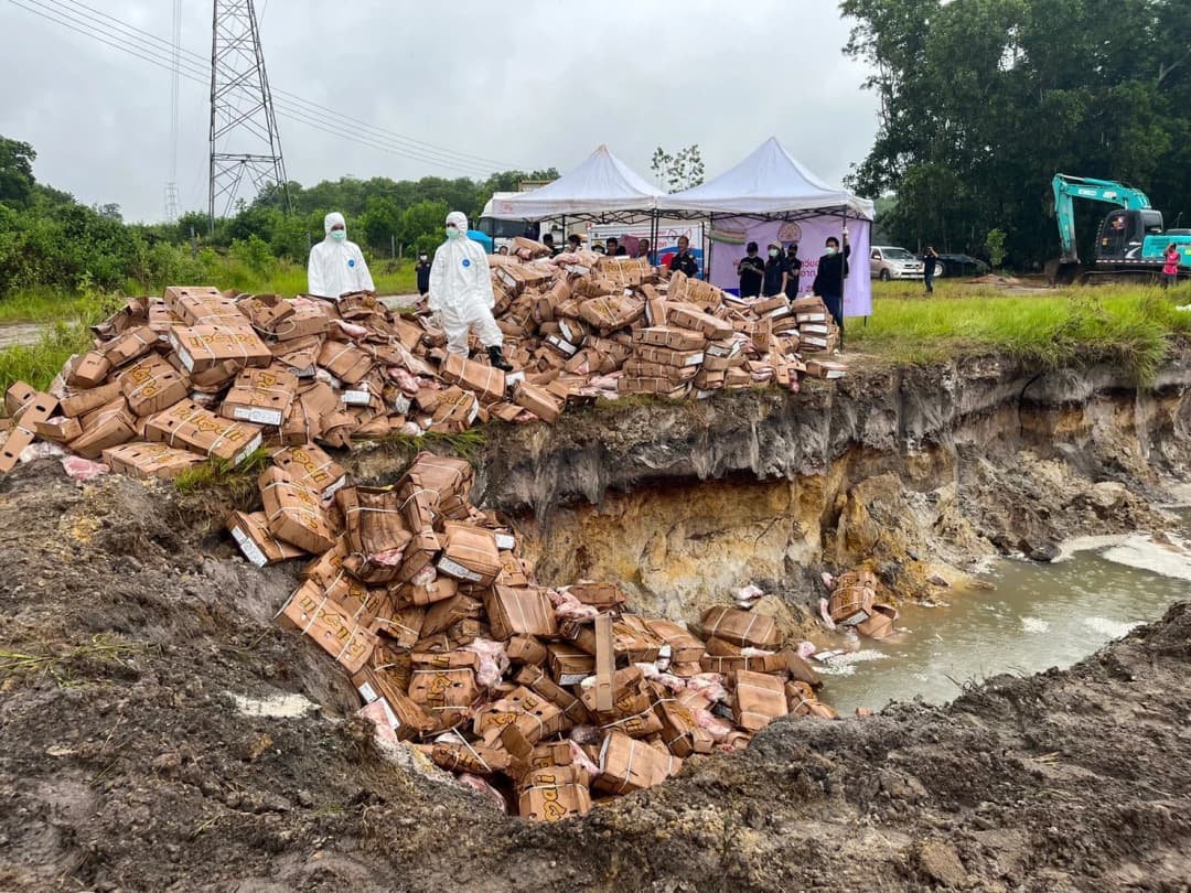 ปศุสัตว์ ทำลายซากเนื้อหมูของกลางน้ำหนัก 30 ตัน