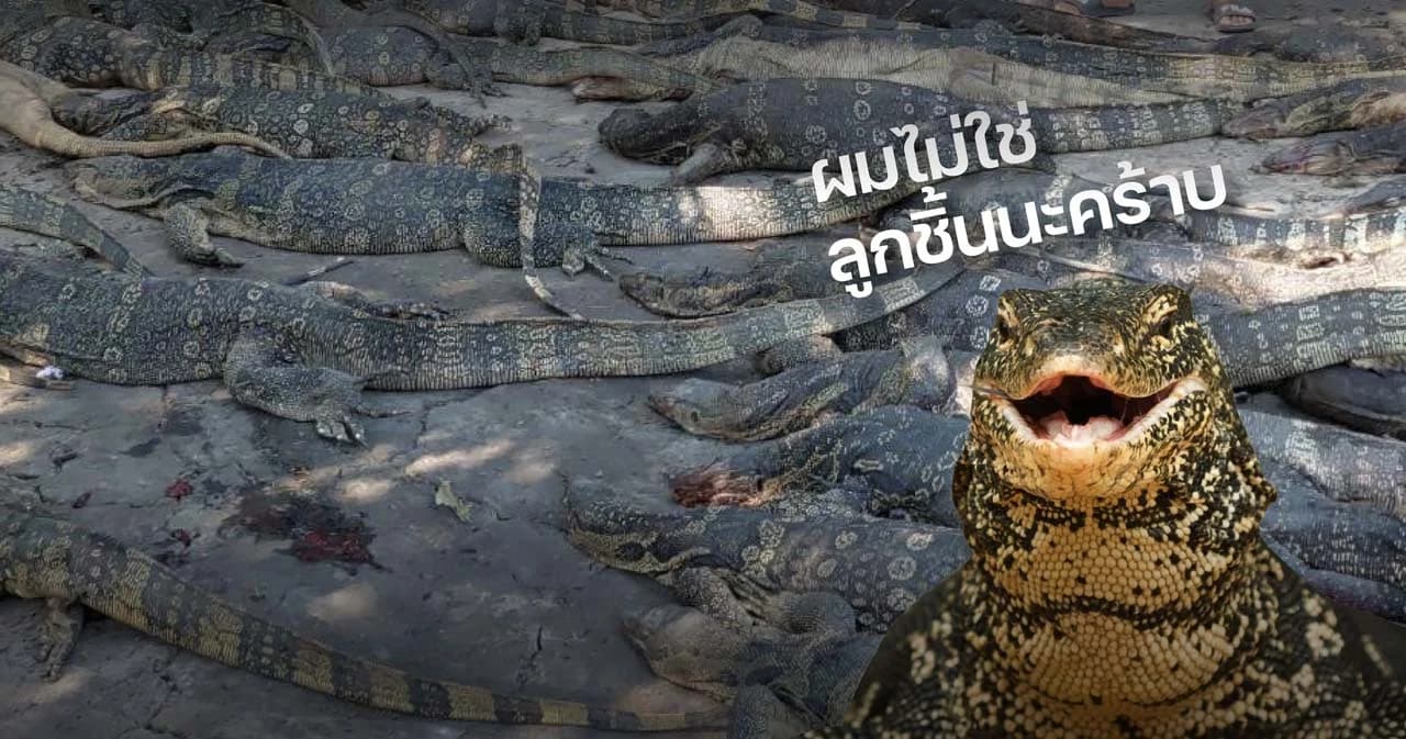 ตำรวจสอบสวนกลาง ยืนยัน หนังปลาทอดกรอบ-ลูกชิ้น ไม่ได้ทำจากตัวเงินตัวทอง