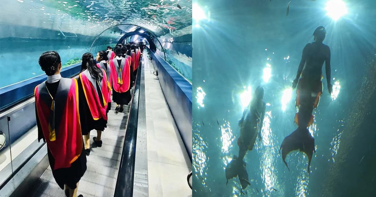 เงือกก็มา ปลาก็มี รับปริญญาในอควาเรียม