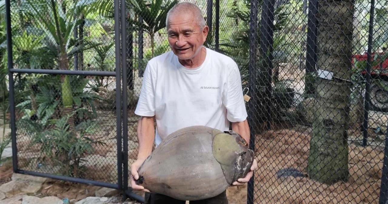 ลูกเป็นแสน หาชมยาก 'มะพร้าวทะเล' สวนนงนุช สุก 11 ลูก แถมเป็นแฝด 4 ลูก