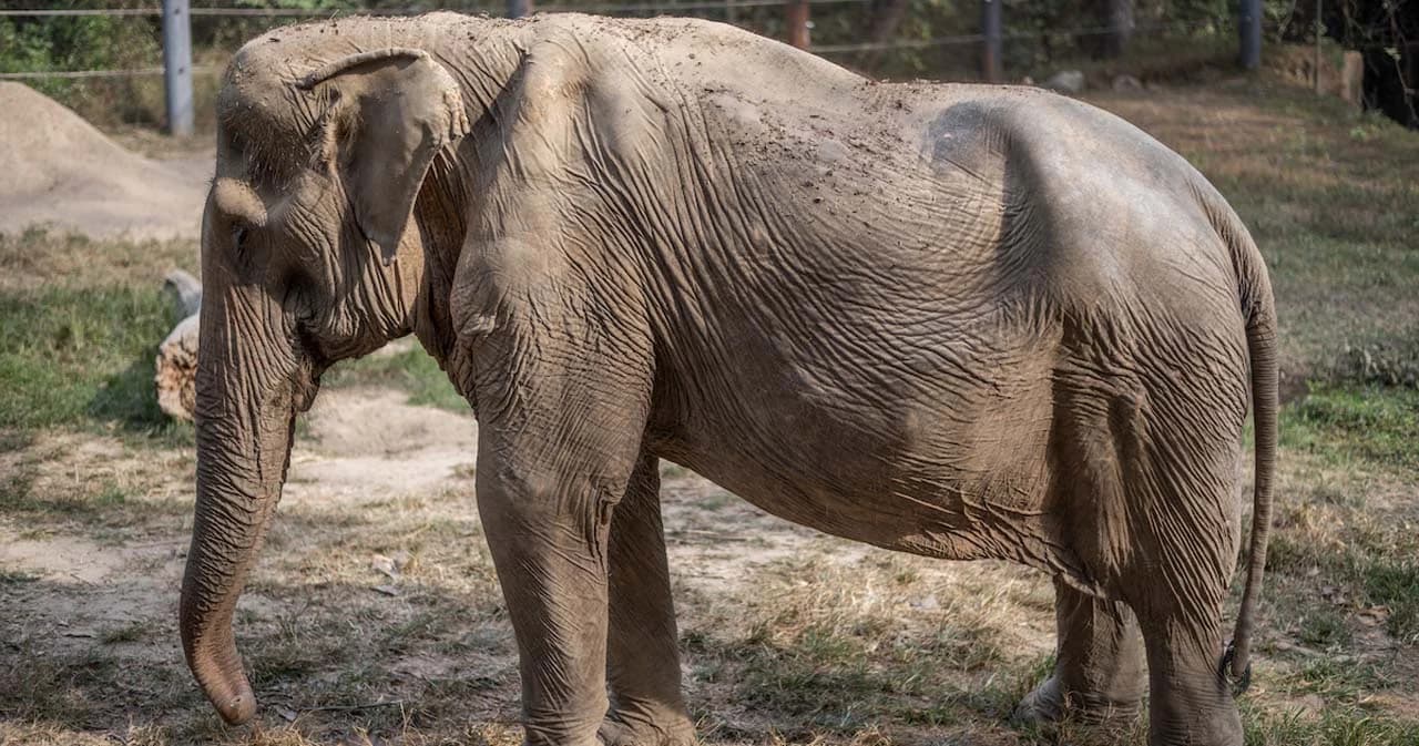 เปิดภาพช้างกระดูกสันหลังผิดรูป หลังทำงานมานานกว่า 25 ปี เคยต้องแบกนักท่องเที่ยวครั้งละ 6 คน