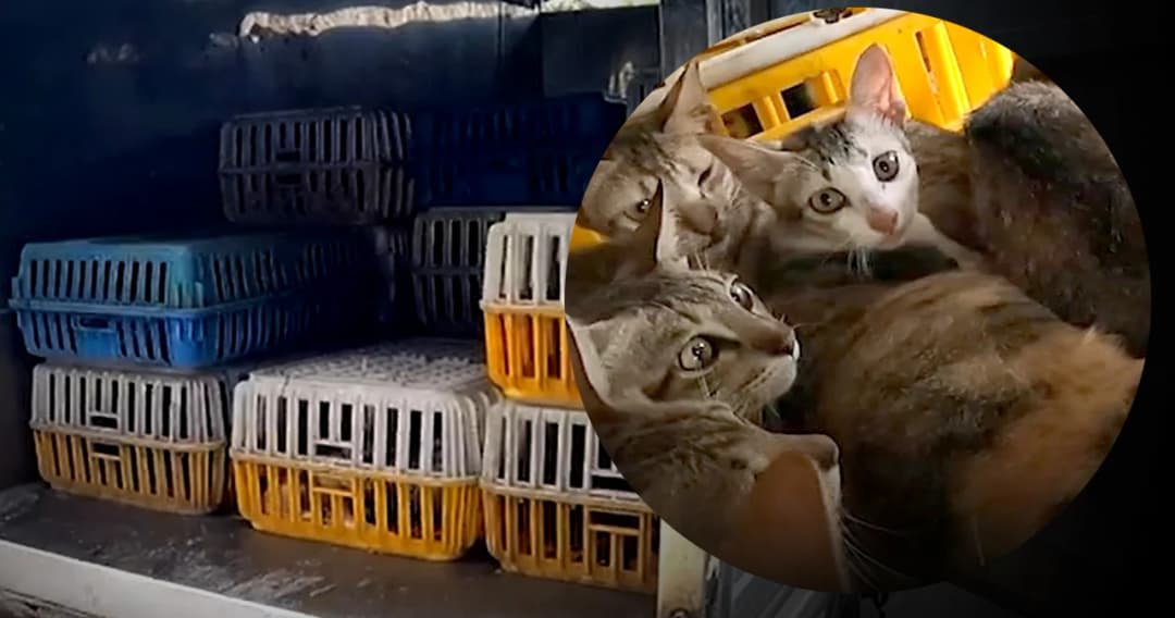 บุกจับธุรกิจค้าเนื้อแมวเวียดนาม ส่งขายร้านอาหาร ปรุงเป็นยา ซอยด็อกเข้าช่วยแมวที่เหลือ