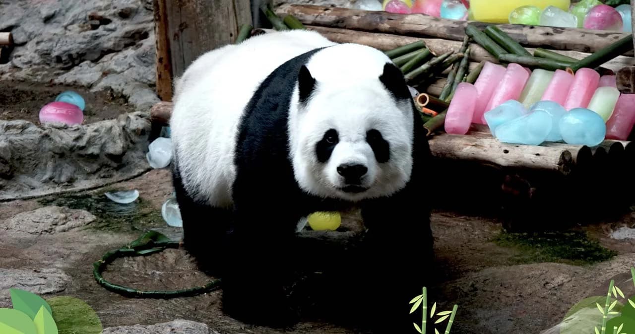 ‘หลินฮุ่ย’ ตายแล้ว เปิดเรื่องราวของแพนด้าเพศเมีย ทูตสันถวไมตรีไทย-จีน