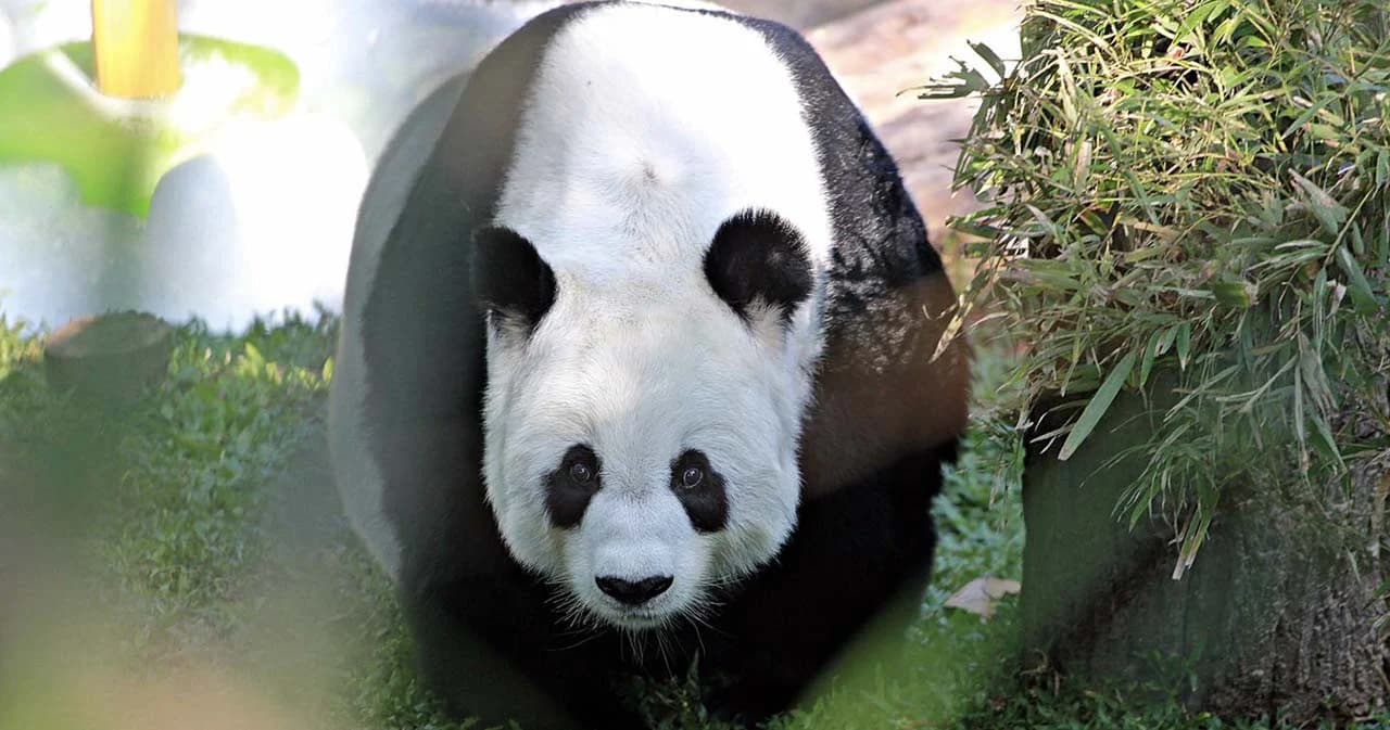 สวนสัตว์เชียงใหม่ แถลง ‘หลินฮุ่ย’ มีเลือดกำเดาไหล ก่อนจากไปในวัย 21 ปี 7 เดือน