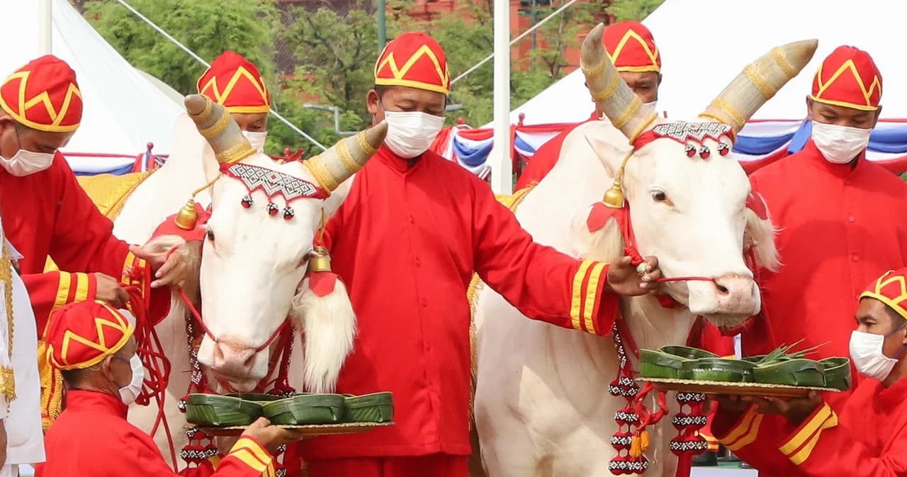 2566 พระโคกินหญ้า-เหล้า น้ำท่าจะบริบูรณ์ การค้ากับต่างประเทศดีขึ้น เศรษฐกิจเจริญรุ่งเรือง