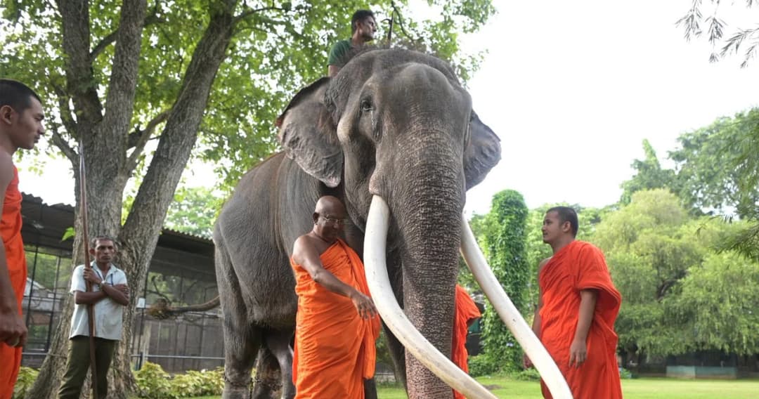 เปิดภาพล่าสุด ‘พลายศักดิ์สุรินทร์’ ศรีลังกา ทำบุญก่อนส่งกลับไทย 2 ก.ค.นี้