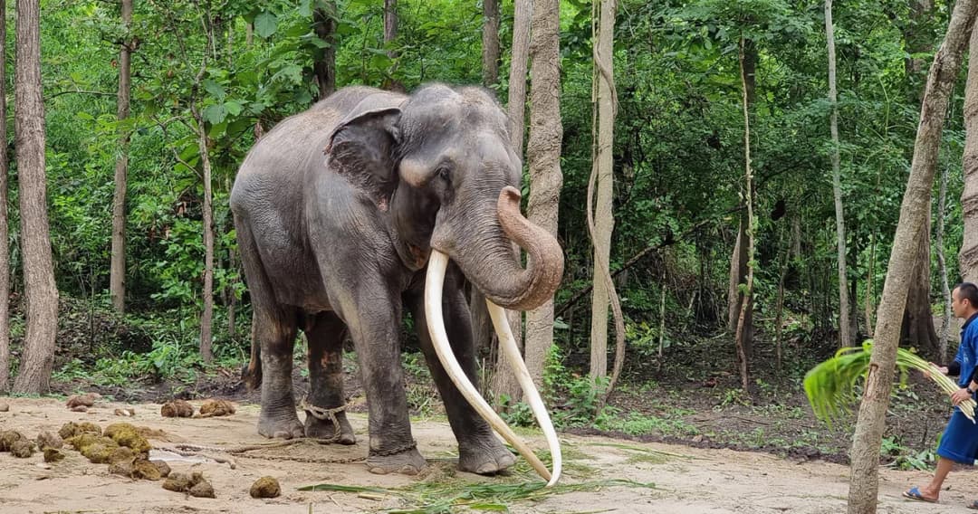‘พลายศักดิ์สุรินทร์’ คืนแรกในไทย หลังกลับจากศรีลังกา อารมณ์ดีสงบนิ่งปกติ