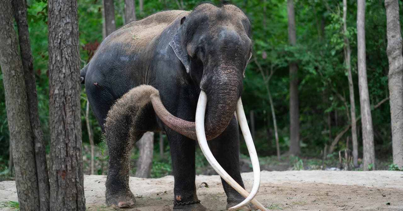 ในหลวง ทรงพระกรุณาโปรดเกล้าฯ รับ พลายศักดิ์สุรินทร์ ไว้ในพระบรมราชานุเคราะห์