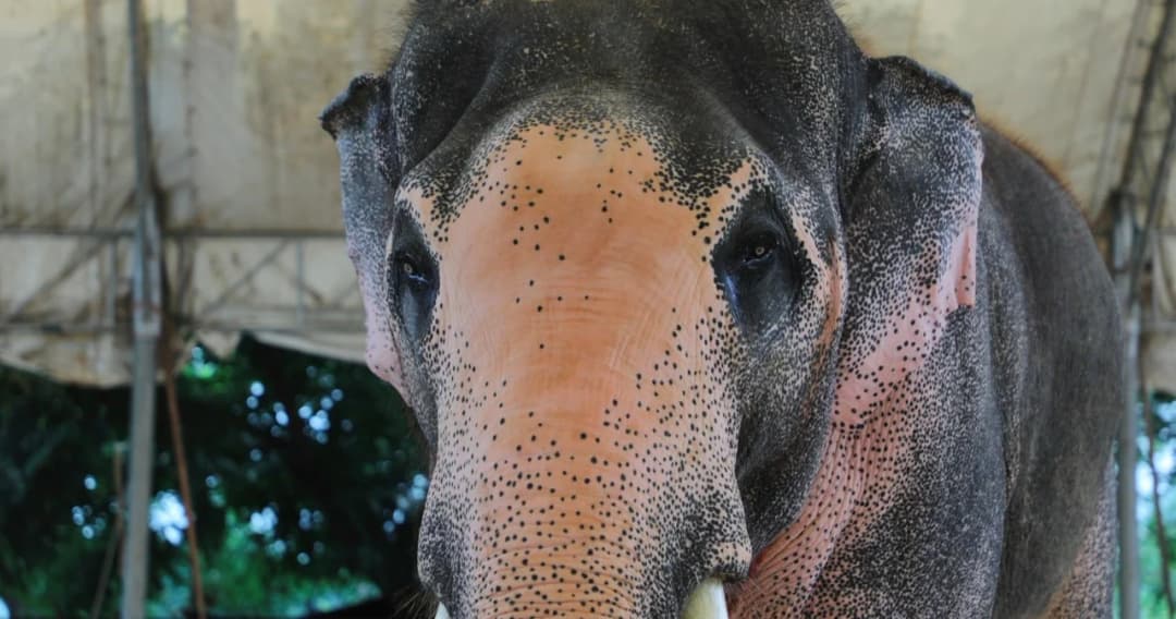 กระทรวงมหาดไทย หน่วยงานรัฐสังเกตการณ์คชลักษณ์ ‘พลายเอกชัย’ เข้าลักษณะ 7 ประการช้างสำคัญ