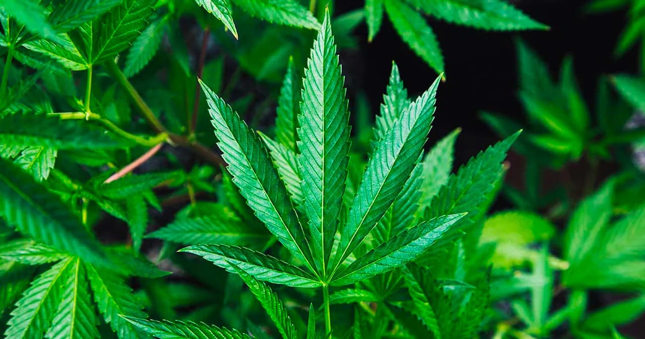 ศาลปกครองสูงสุด ไม่รับฟ้องคดีปลดล็อกกัญชา พ้นยาเสพติด