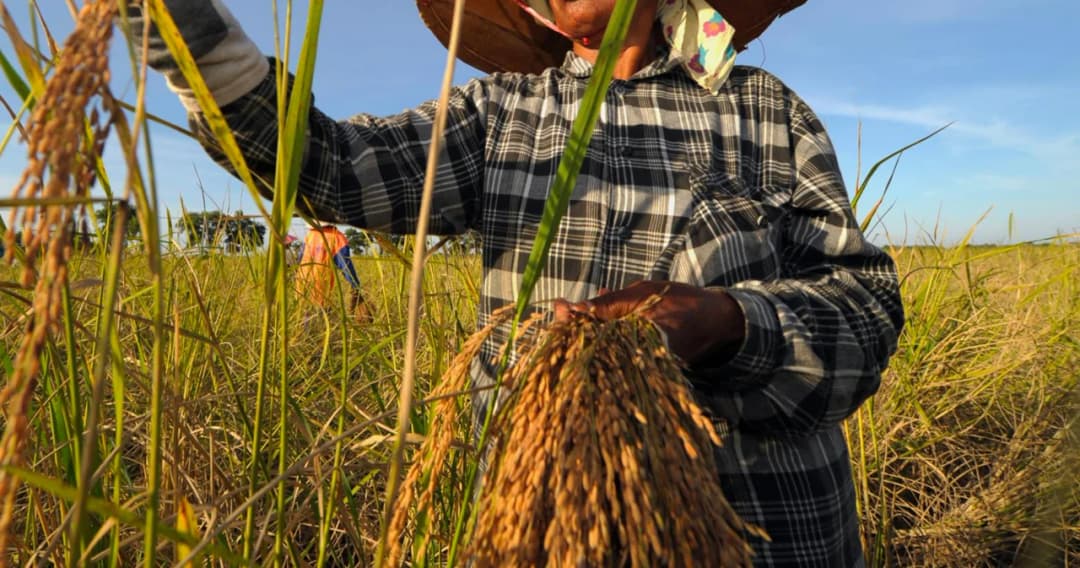 เปิดเงื่อนไข ‘พักหนี้เกษตรกร’ 3 ปี เริ่ม 1 ต.ค.นี้-เล็งปล่อยกู้รายละ 1 แสนบาท