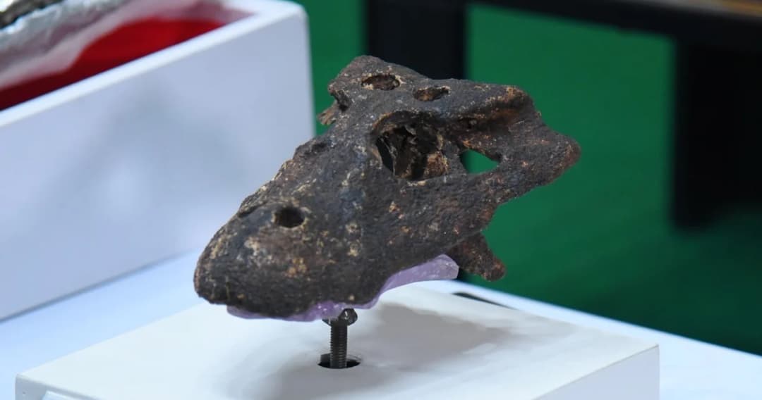 ‘อัลลิเกเตอร์’ สายพันธุ์ใหม่ของโลก ไทยค้นพบซากดึกดำบรรพ์ ‘อัลลิเกเตอร์แม่น้ำมูล’