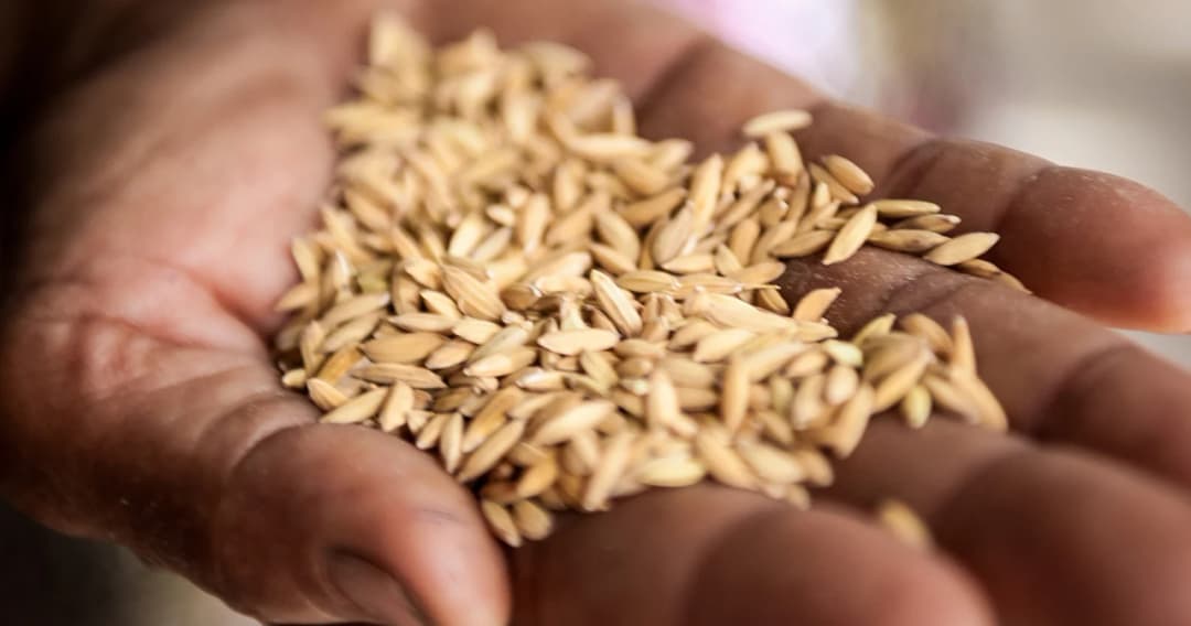 มติครม. พยุงราคาข้าว ชะลอขายข้าวเปลือกหอมมะลิ แทรกแซงให้สินเชื่อตันละ 12,000 บาท