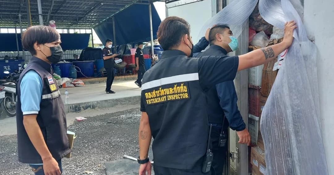 ปมเจ้าหน้าที่ทุจริตเอื้อหมูเถื่อน ‘กรมปศุสัตว์’ ตั้งกรรมการสอบข้อเท็จจริง-ขอข้อมูล DSI ก่อนฟันอาญา-วินัย