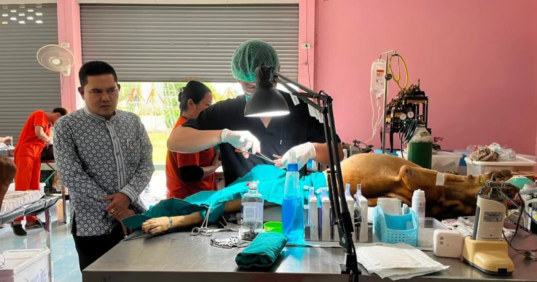 ซอยด๊อก ออกหน่วยทำหมันสุนัขจรจัด สุราษฎร์ธานี เน้นการลงพื้นที่จับสุนัขที่ไม่มีเจ้าของ